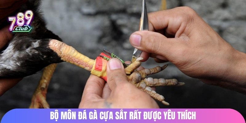 Bộ môn đá gà cựa sắt rất được yêu thích