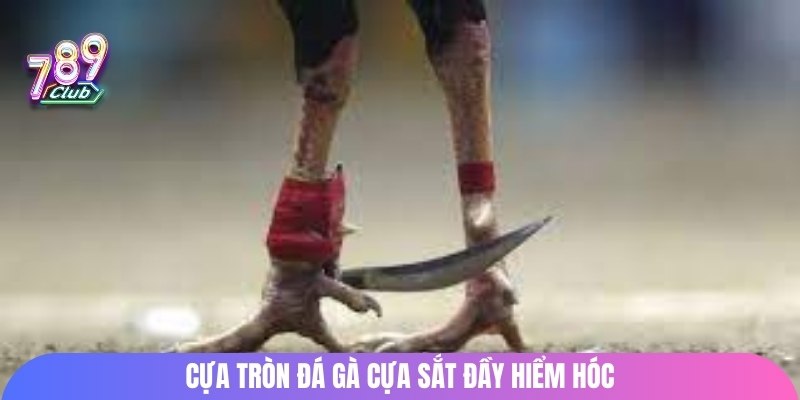 Cựa tròn đá gà cựa sắt đầy hiểm hóc 
