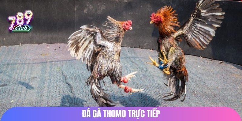 Đá gà Thomo trực tiếp
