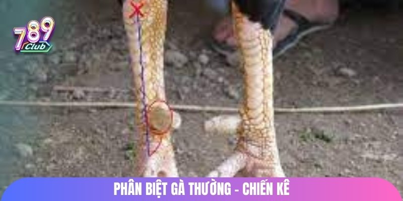 Phân biệt gà thường – chiến kê