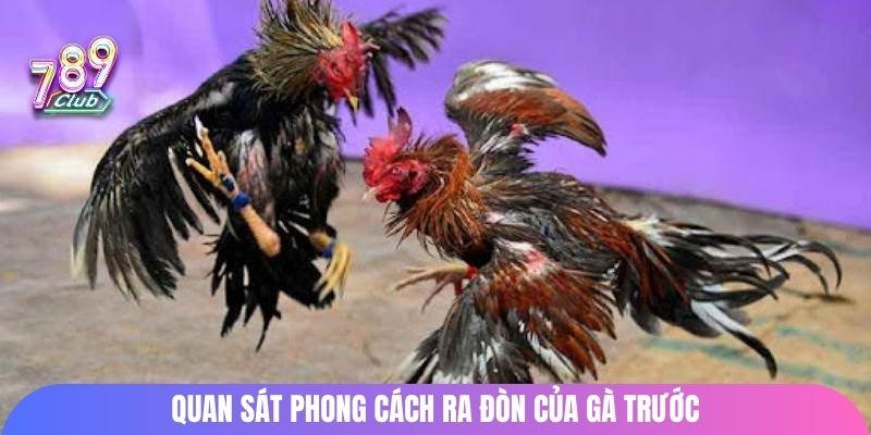 Quan sát phong cách ra đòn của gà trước
