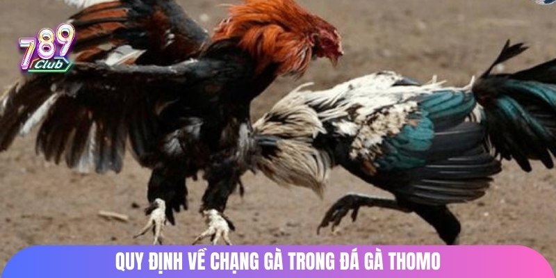 Quy định về chạng gà trong đá gà Thomo